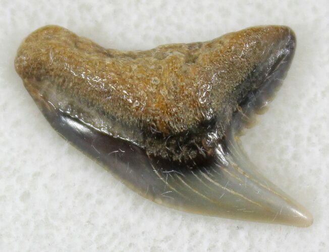 Fossil Tiger Shark Tooth - Virginia #24037